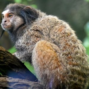 Black-tufted Marmoset (Callithrix penicillata)