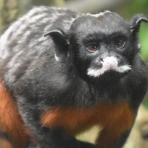 White-lipped Tamarin (Saguinus labiatus)
