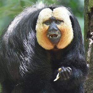 White-faced Saki (Pithecia pithecia)