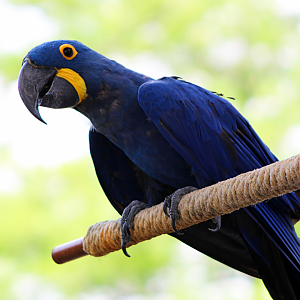 Hyacinth Macaw