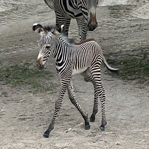 Grevy's zebra foal