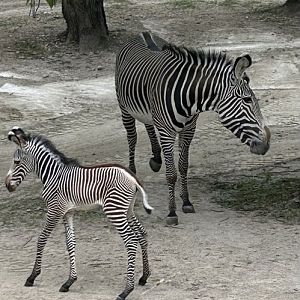Grevy's zebra foal