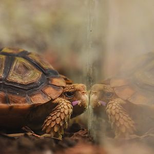 Beaked cape tortoise, Homopus areolatus