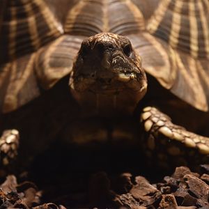 Burmese star tortoise, Testudo platynota