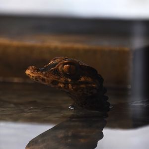 Cuvier's dwarf caiman, Paleosuchus palpebrosus