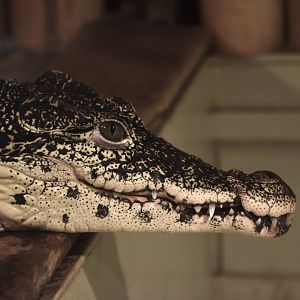 Cuban crocodile, Crocodylus rhombifer