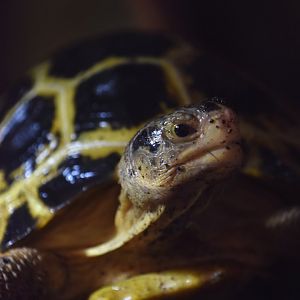 Forsten's tortoise, Indotestudo forstenii