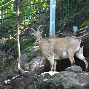 East Caucasian tur, Capra cylindricornis