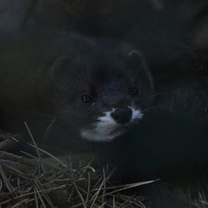 European mink, Mustela lutreola