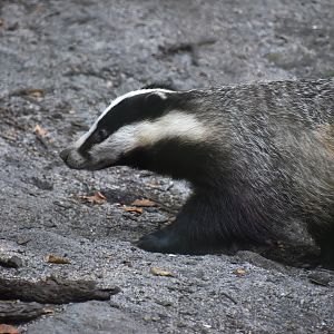 European badger, Meles meles