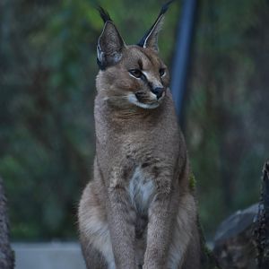 Caracal, Caracal caracal