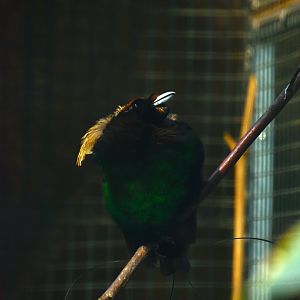 Golden winged Magnificent bird of paradise, Diphyllodes magnificus