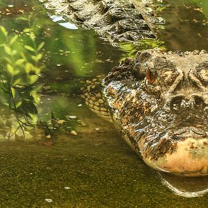 Black caiman : Crocodiles of the World : 05 Jul 2024