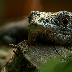 Black tree monitor : Crocodiles of the World : 05 Jul 2024