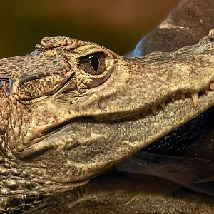 Spectacled caiman : Crocodiles of the World : 05 Jul 2024