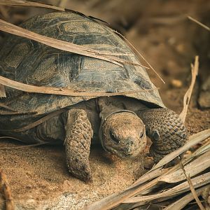Galápagos tortoise: Crocodiles of the World : 05 Jul 2024