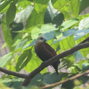 Aviary Park - White-headed munia (Lonchura maja)