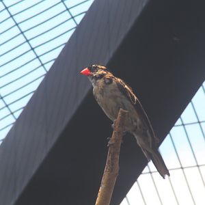 Aviary Park - Pin-tailed whydah (Vidua macroura)