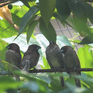 Aviary Park - Scaly-breasted munia (Lonchura punctulata nisoria)