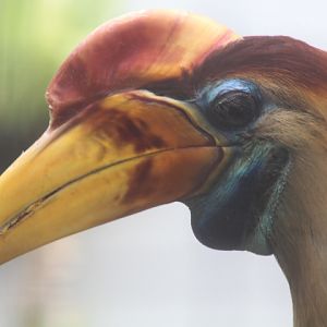 Aviary Park - Knobbed hornbill (Rhyticeros cassidix)