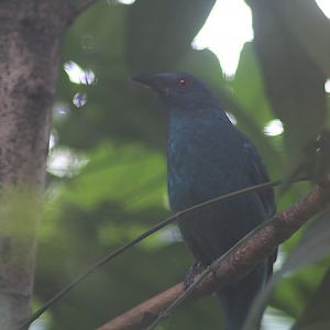 Aviary Park - Javan fairy-bluebird (Irena puella turcosa)
