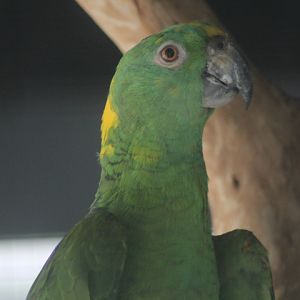 BXBird - Pacific yellow-naped amazon (Amazona auropalliata auropalliata)