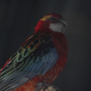 BXBird - Golden-mantled rosella (Platycercus eximius elecica)