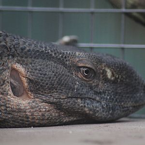 Jasmine Park - Black-throated monitor (Varanus albigularis microstictus)