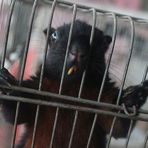 Jasmine Park - Black Prevost's squirrel (Callosciurus prevostii pluto)