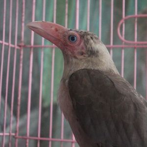 Jasmine Park - Grey crow (Corvus tristis)