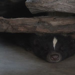 Jasmine Park - Eastern skunk (Mephitis mephitis nigra)