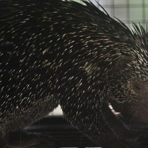 Jasmine Park - Brazilian porcupine (Coendou prehensilis)