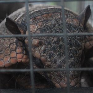 Jasmine Park - Large hairy armadillo (Chaetophractus villosus)