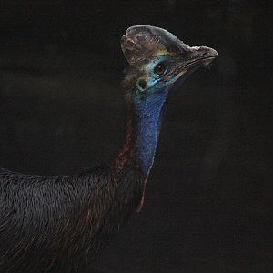 Jasmine Park - Sclater's cassowary (Casuarius casuarius sclaterii)