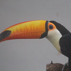 Jasmine Park - Northern toco toucan (Ramphastos toco toco)