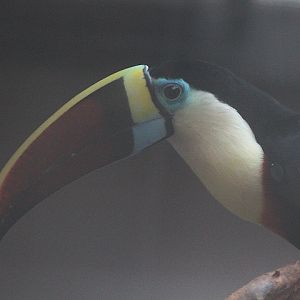 Jasmine Park - Red-billed toucan (Ramphastos tucanus tucanus)