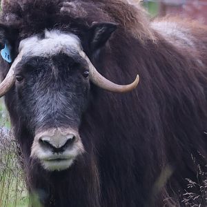 Musk Ox
