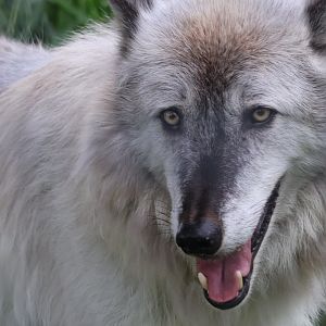 Gray Wolf