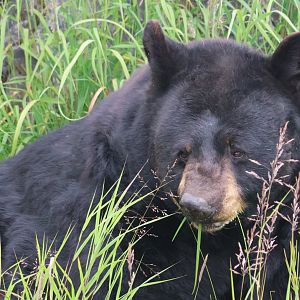 Black Bear