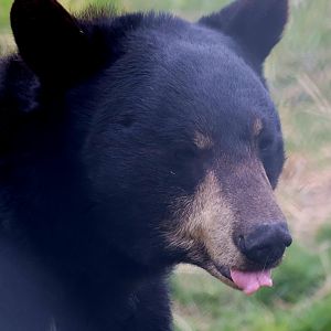 Black Bear