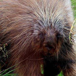North American Porcupine