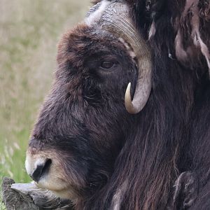 Musk Ox