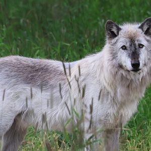 Gray Wolf