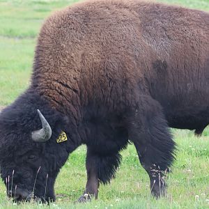 Wood Bison