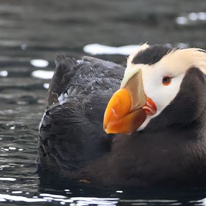 Tufted Puffin