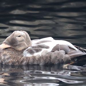 Spectacled Eider