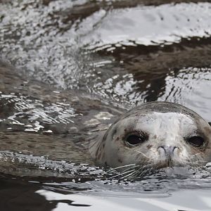 Spotted Seal
