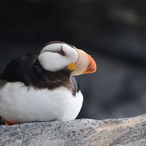Horned Puffin