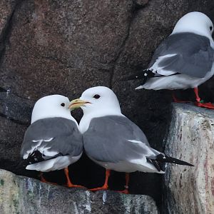 Black Legged Kittiwake