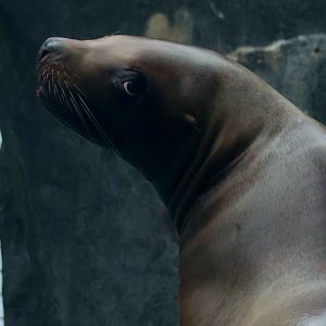 Stellars Sea Lion
